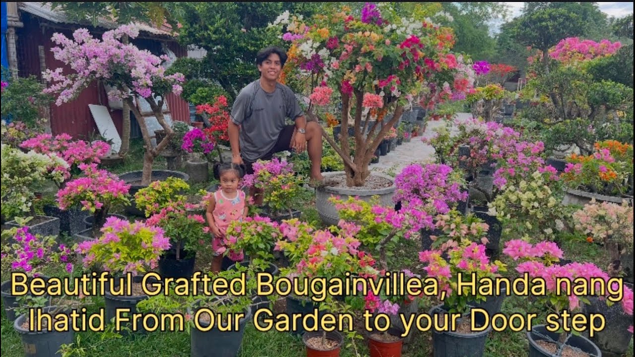 Beautiful Grafted Bougainvillea, Handa nang Ihatid From Our Garden to your Door step