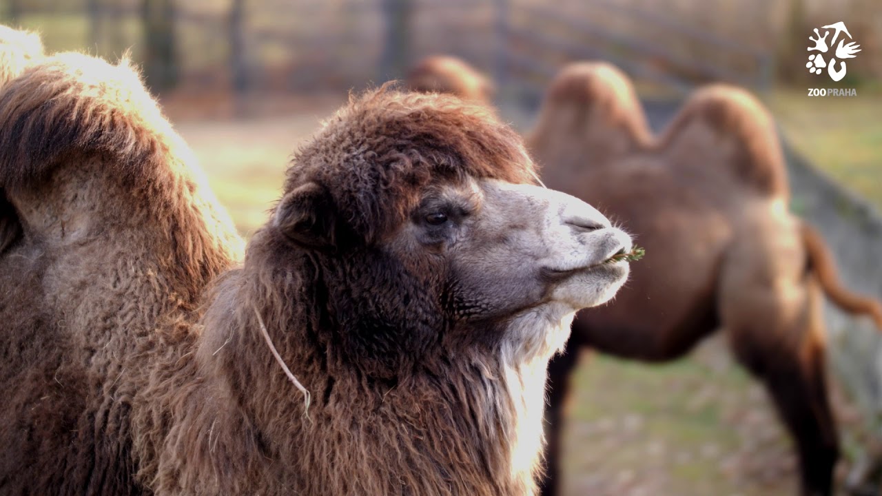 Velbloudy zaujaly stromky i kamera