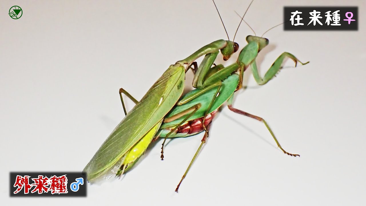 ムネアカハラビロカマキリがハラビロカマキリと交尾⁉️在来種の激減..その驚愕の理由と禁断の実験。