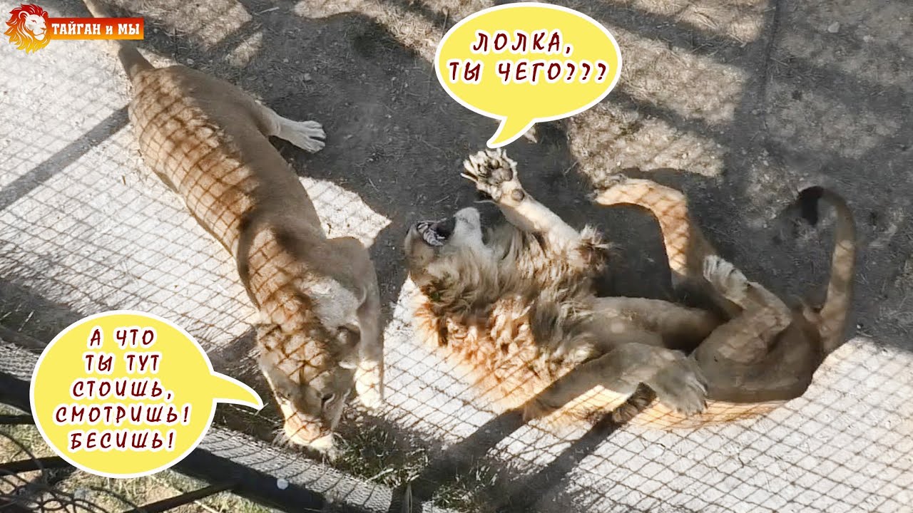 Ох уж эта Лола 😃 Всем привет от львов Тайгана. Oh, this Lola! Lions of Taigan say hello to everyone.