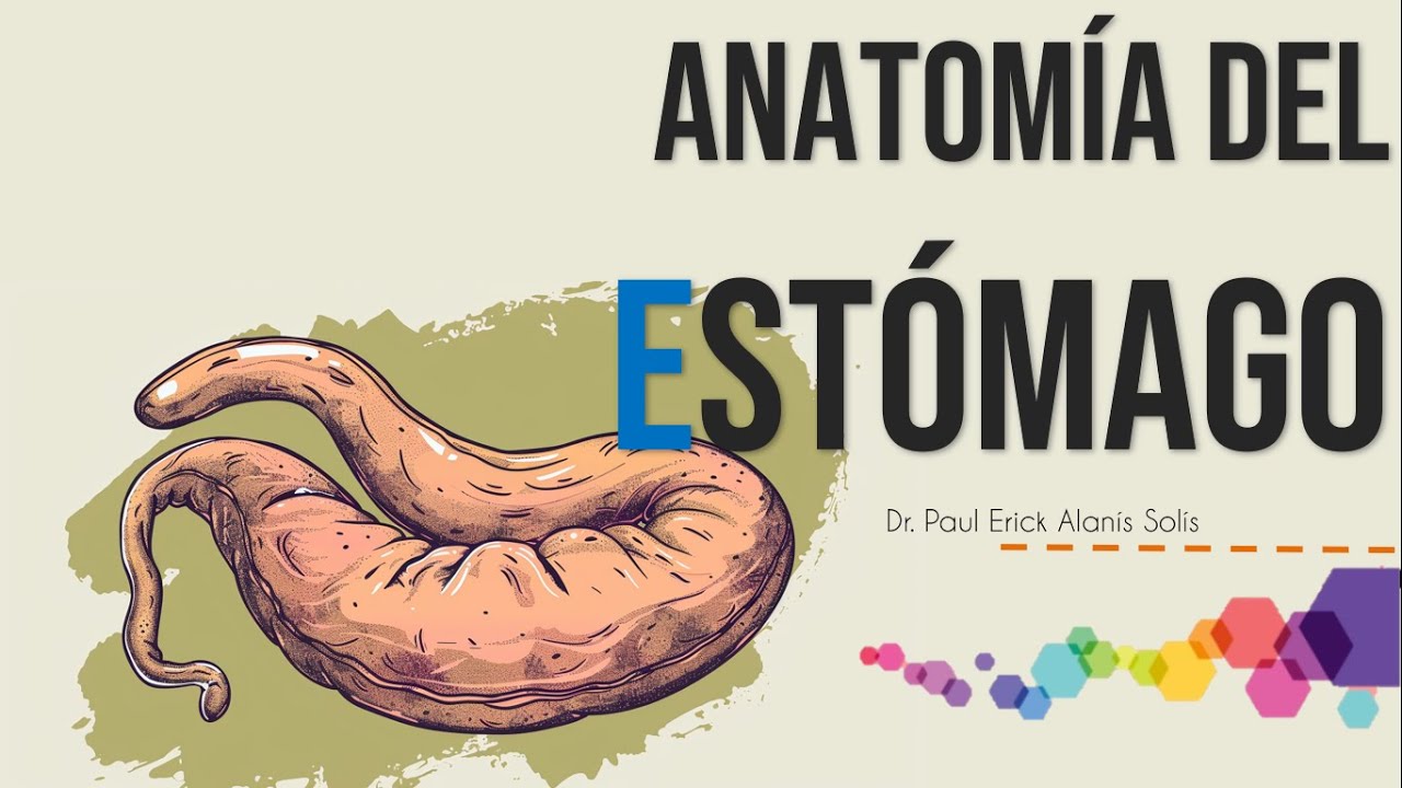 Anatomía del Estómago