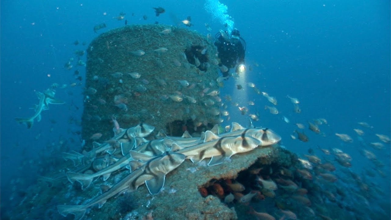 SS Woniora. New South Wales Australia. Full Documentary.
