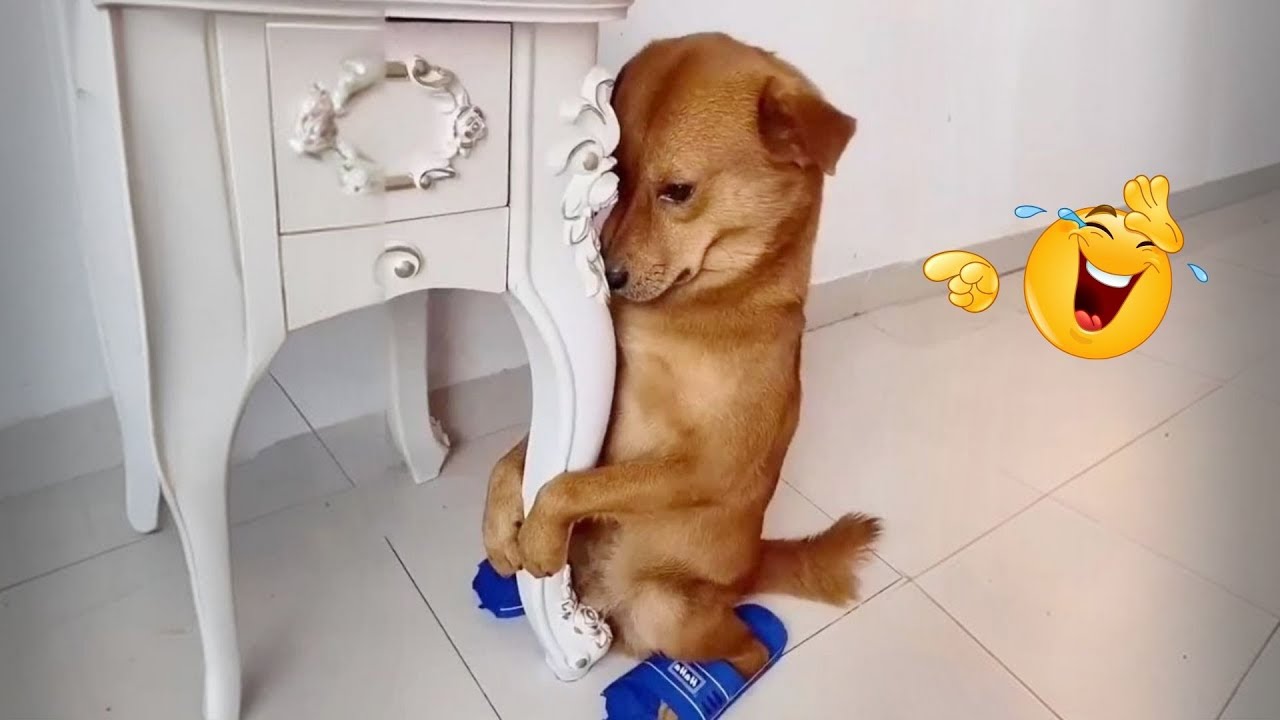 I Can’t Believe These Dogs Are Still This Funny 😂 Best Funny Dog Videos of 2026 🐶