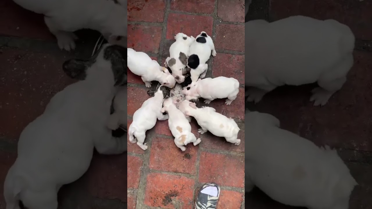French bully gave birth to 8 babies naturally///@Bully pháp đẻ thường 8 bé