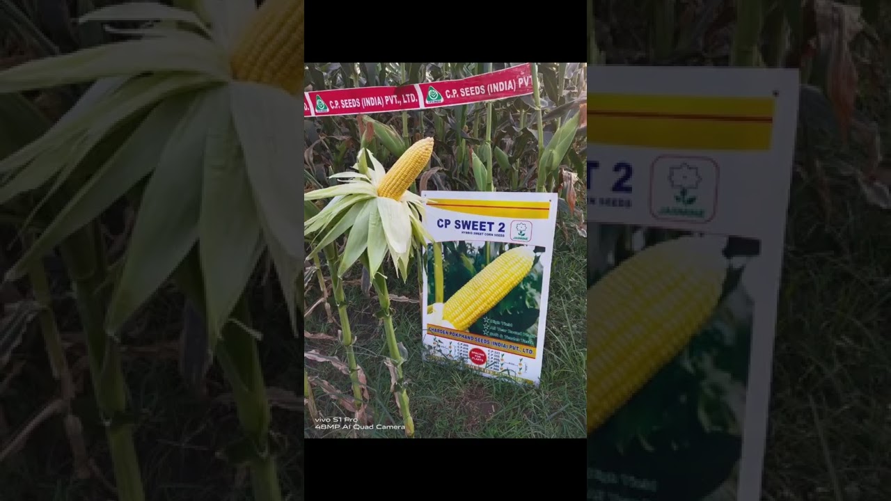 SWEET CORN SEEDS CP SWEET-2 Field Review