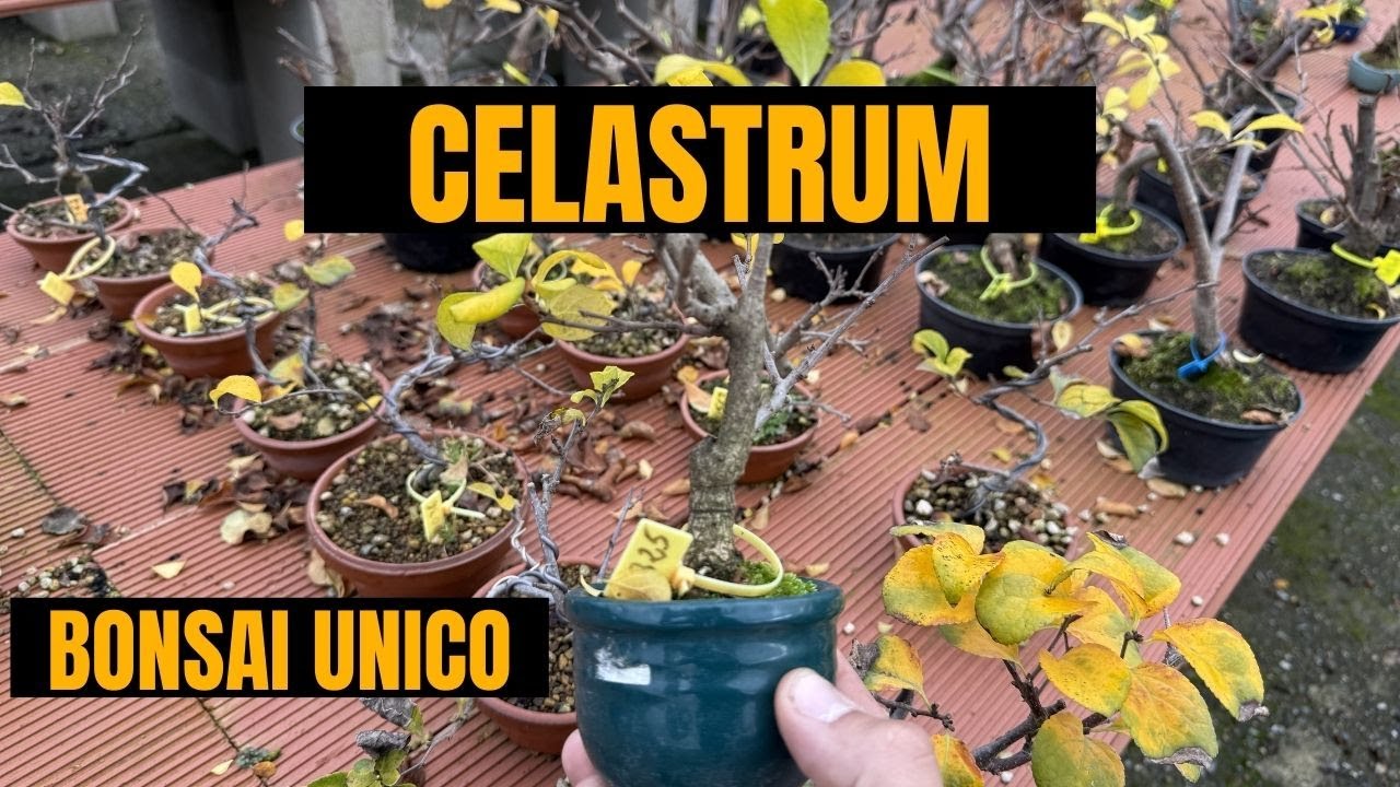 Celastrus orbiculatus: El Monográfico Definitivo para Bonsáis