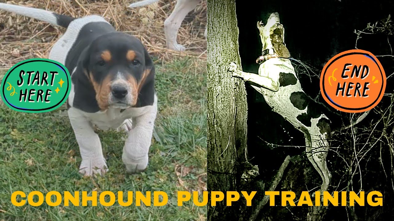 Coonhound Puppy Training Part 1 (0-4 Months)