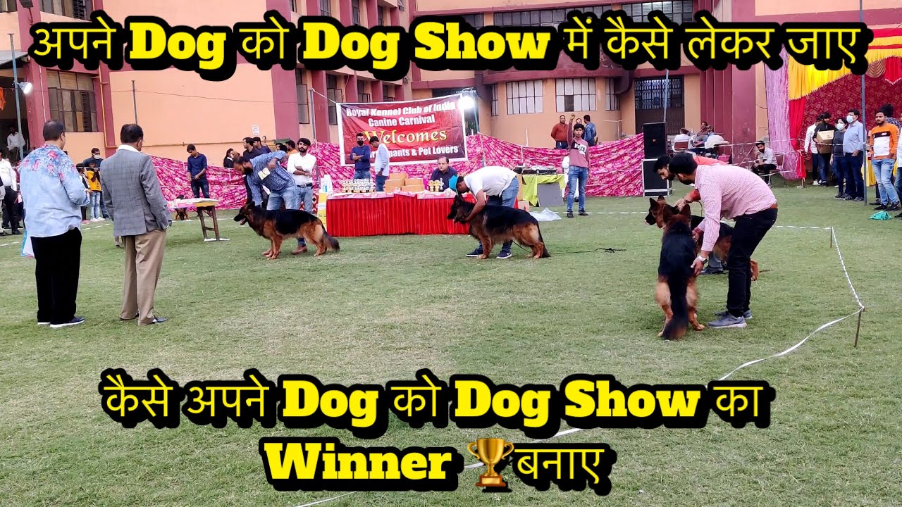 Process Of Dog Show - Entry से लेकर Winning Of Dog Show