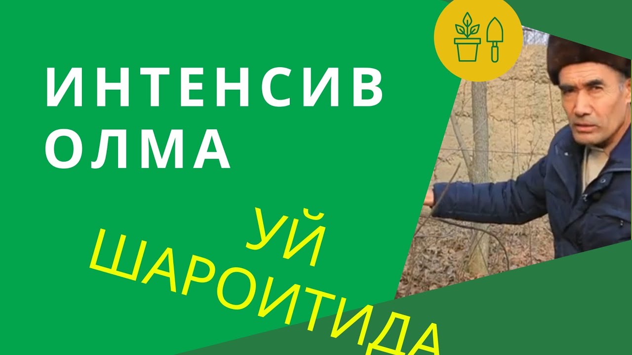 УЙ ШАРОИТИДА #ИНТЕНСИВ #ОЛМА ПАРВАРИШИ