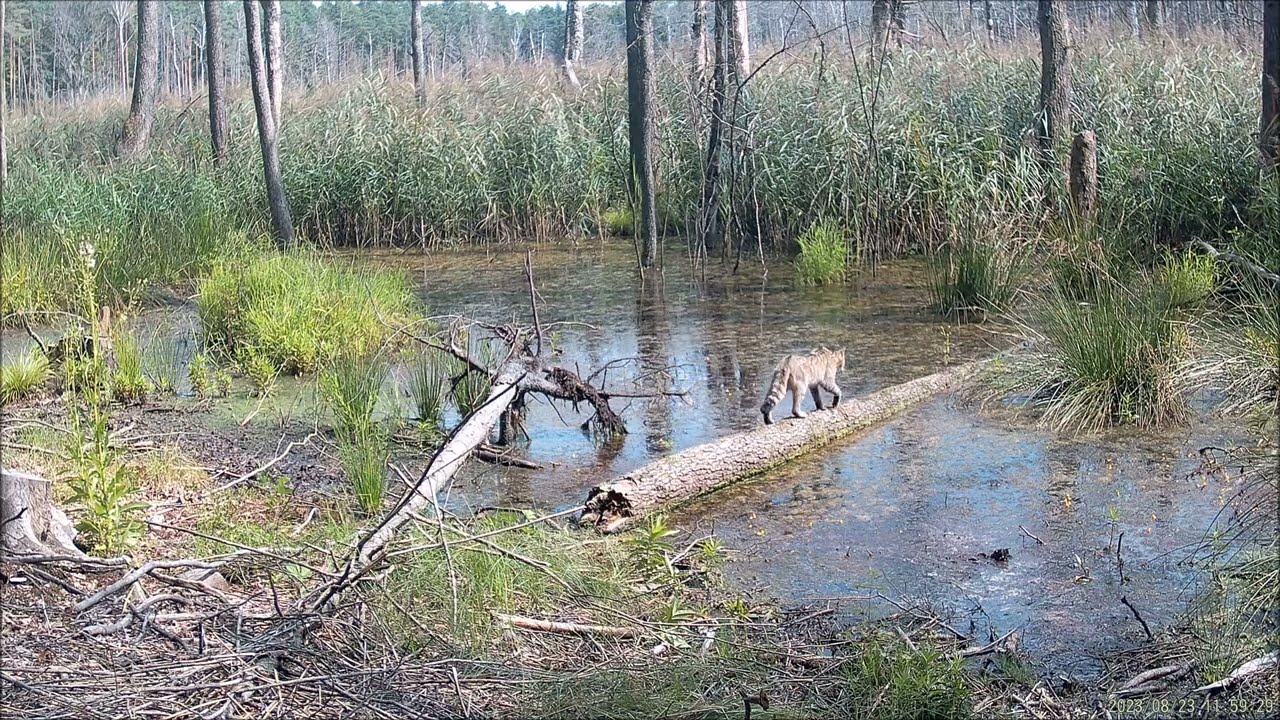 🌳🍃🐾 Żbik (Felis silvestris) - leśny dziki kot 🌳🍃🐾
