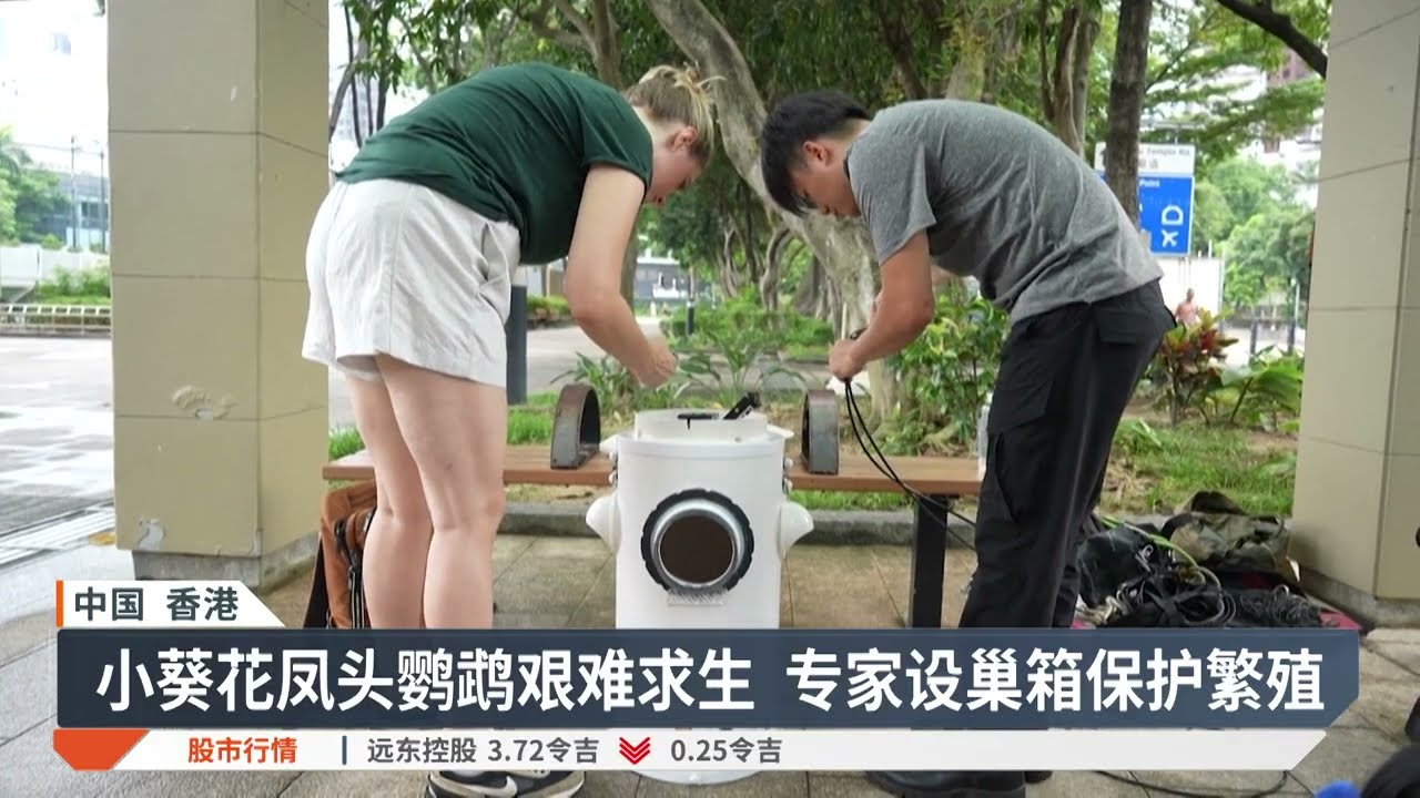 香港变濒危鹦鹉避风港 人工巢箱成生存新希望【2025.08.19 八度空间华语新闻】