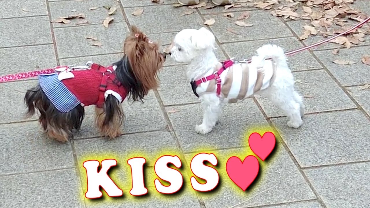 【Small and cute Yorkshire terrier dog】We met earlier. kiss😍🎶
