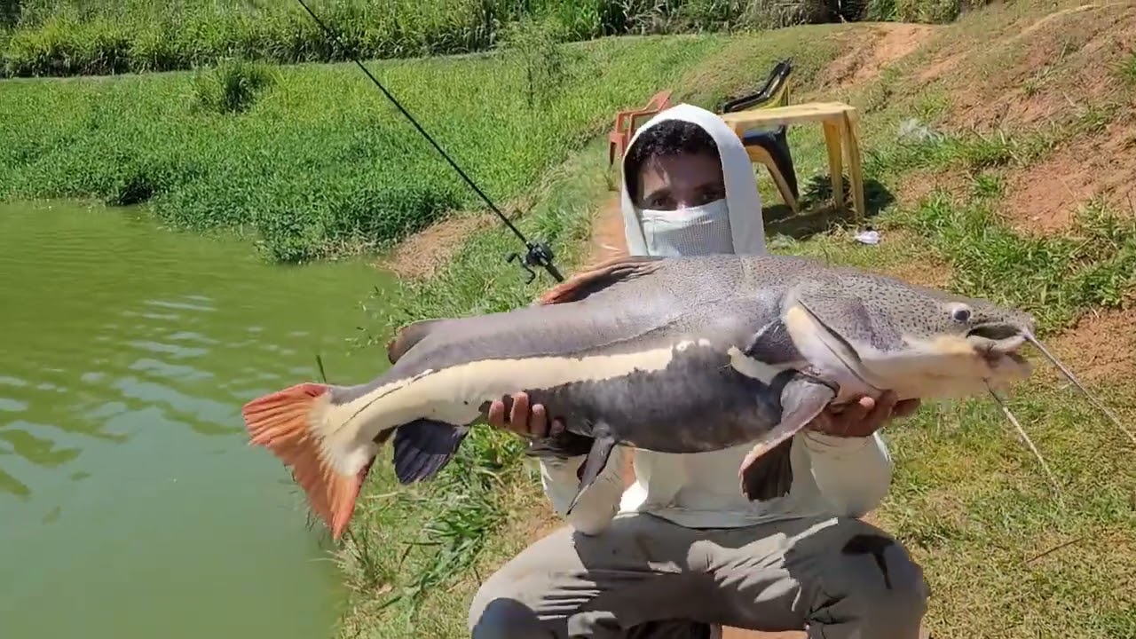 PESQUEIRO BOITUPESCA# PESCARIA#EM PESQUEIRO 