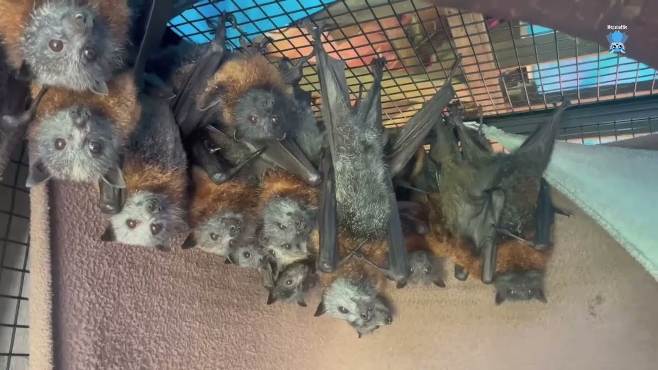 In Merryn's aviary:  Brutus is a huge baby