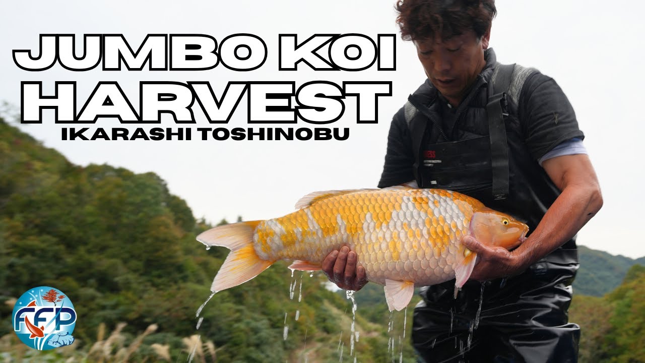Ikarashi Mud Pond Harvest - Beautiful Japanese Koi