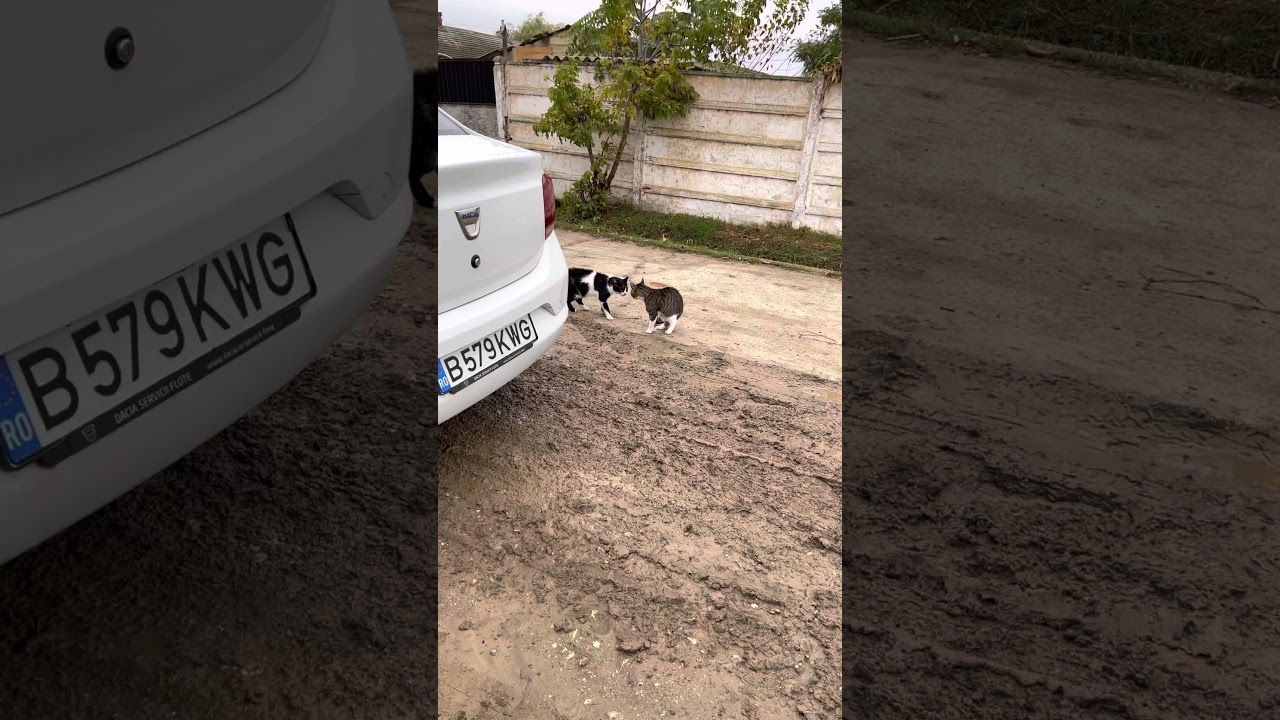 O discuție prieteneasca