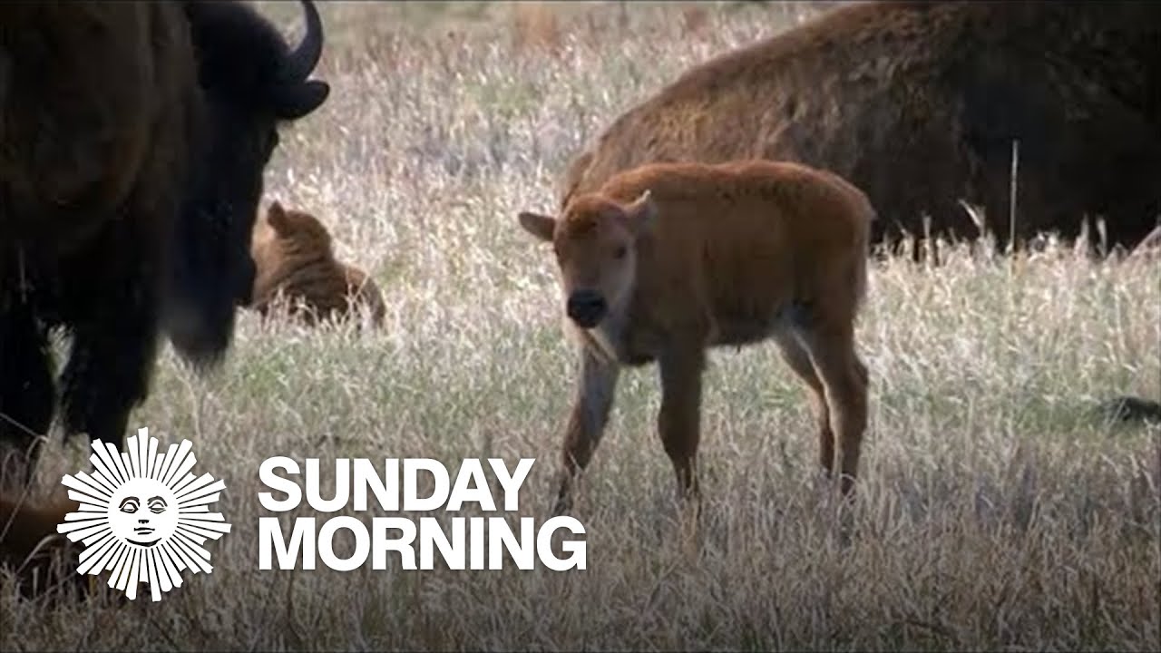 Nature: Bison at South Dakota's Custer State Park