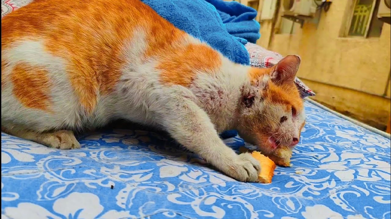 taking care of Sick stray Cat 🙀💦 & every time 🌿❤️🍞 I gave something to eat 