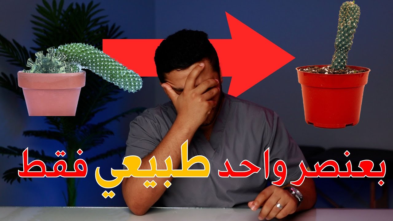 عنصر طبيعي واحد لزيادة قوة الانتصاب/علاج ضعف الانتصاب طبيعيا بدون ادوية