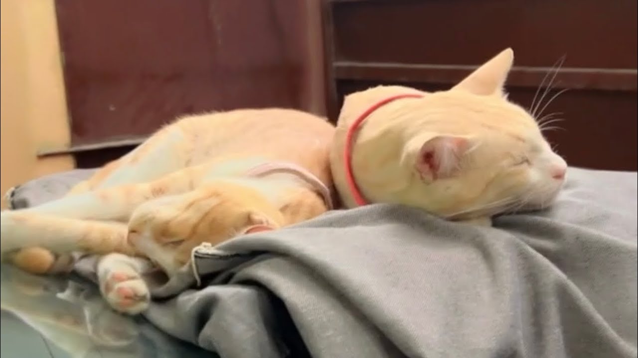 Cats sleeping peacefully 💤 😴