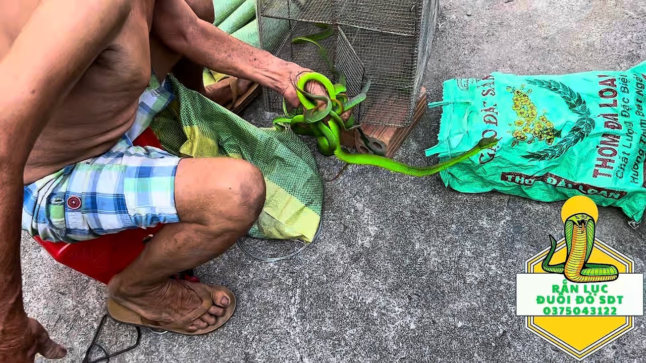 Chuy&ecirc;n gia bắt rắn lục đu&ocirc;i đỏ cực độc bằng tay ko liều mạng nhất l&agrave; đ&acirc;y