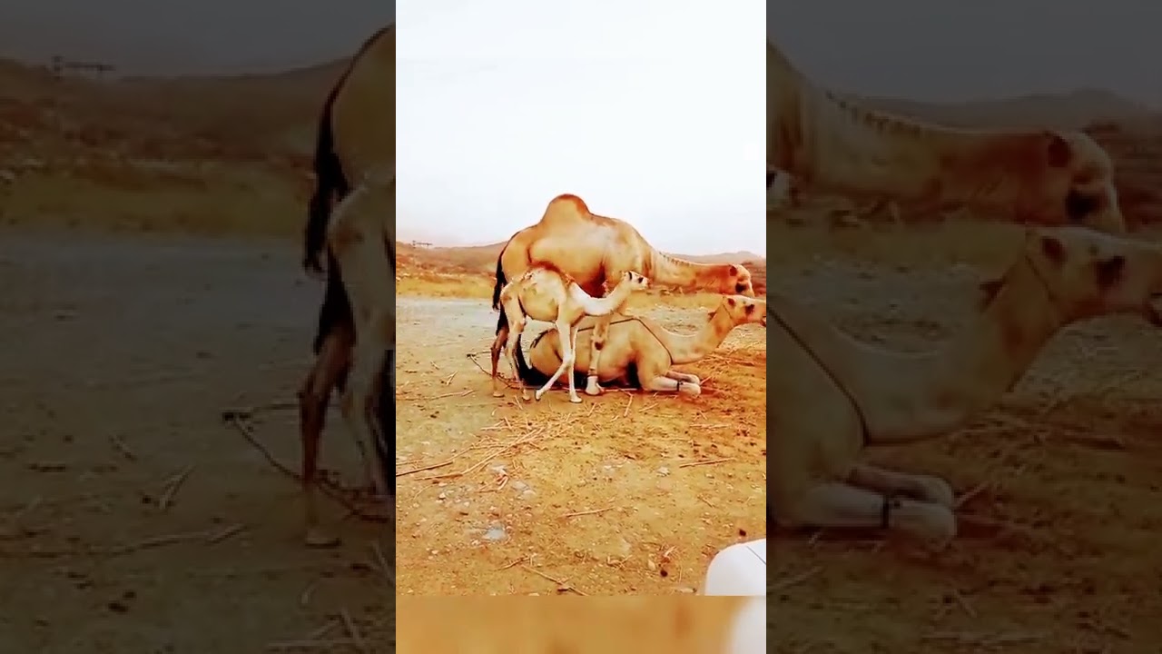 Camel mating successful short video #100M views camel love camel