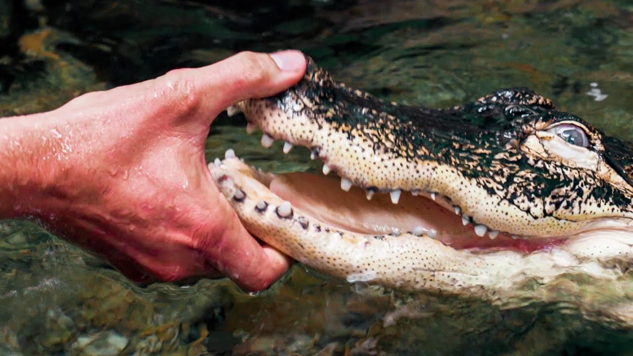 MY HUGE ALLIGATOR ATTACKED HIM!! | BRIAN BARCZYK