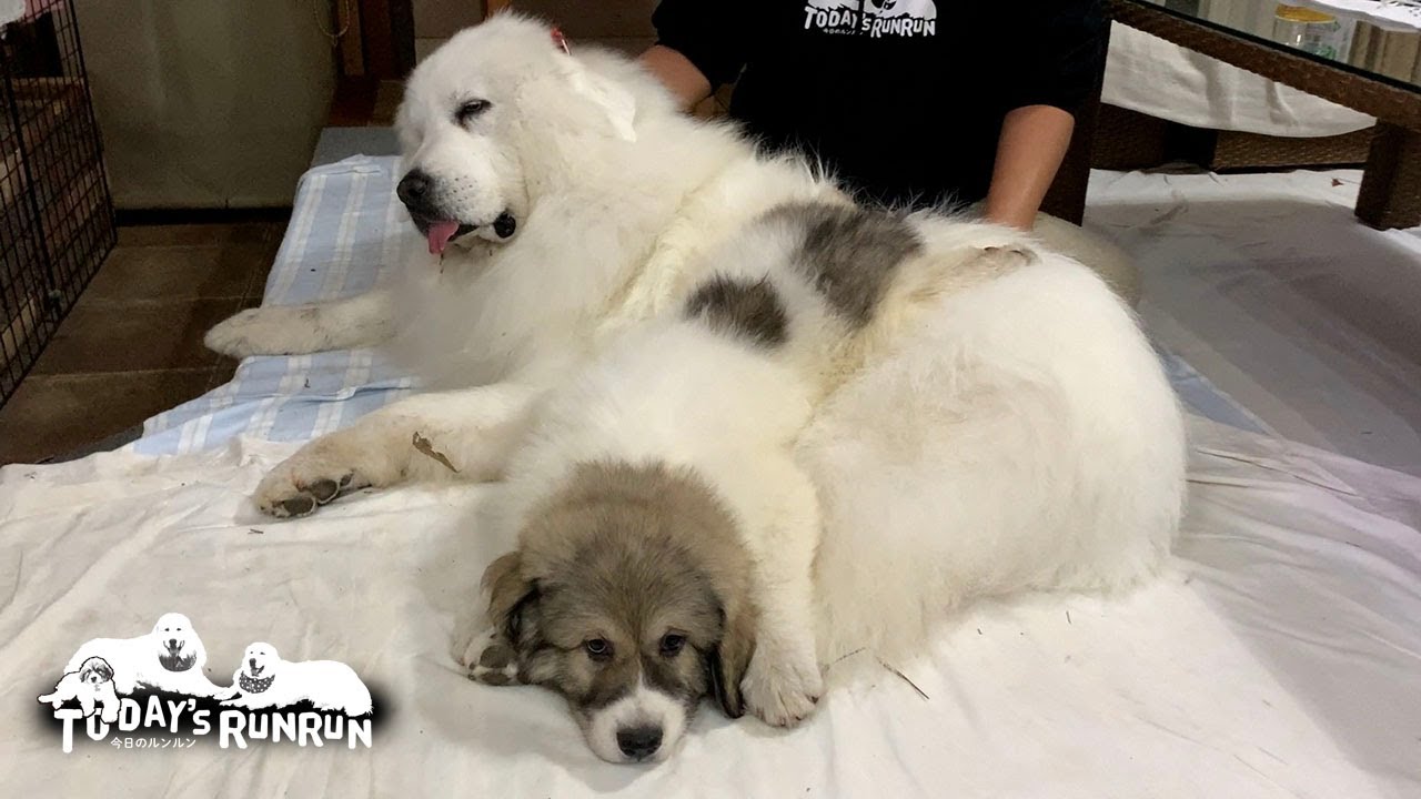 ゼロ距離まで接近するようになったルンルンとベルです　Great Pyrenees　グレートピレニーズ