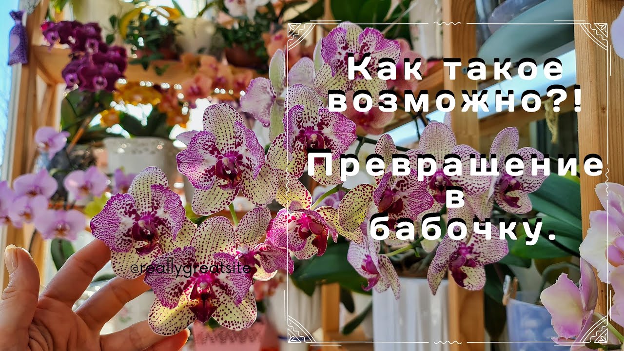 Неужели это возможно? Мутация и её волшебные свойства.Орхидея Клеопатра.Хойя Патриция, Хешкилиана.