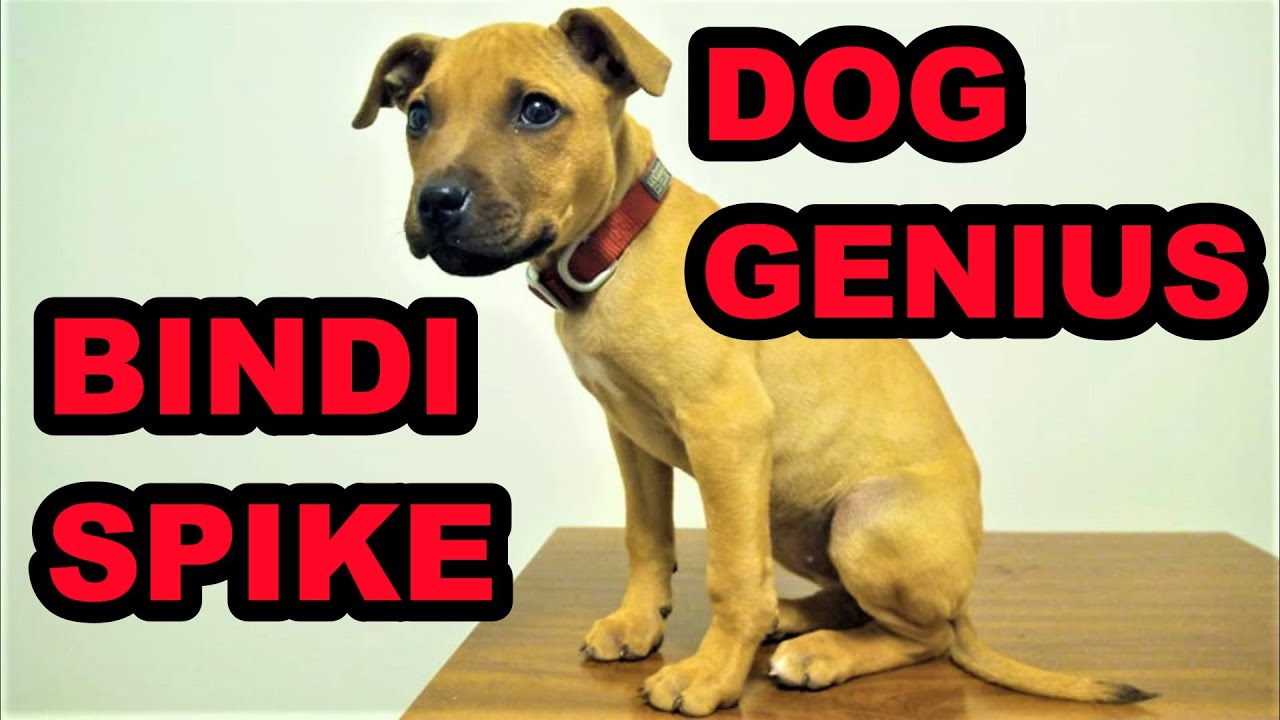 Bindi Spike: Dog Genius