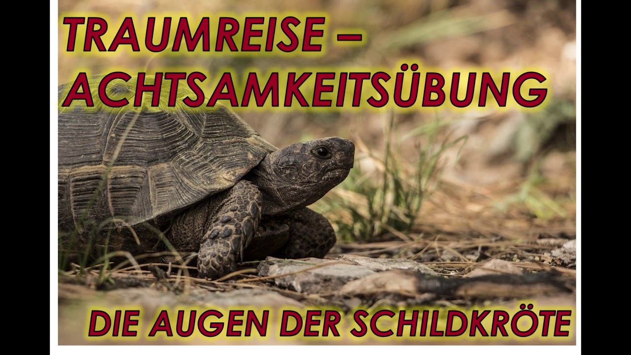 Achtsamkeit-Phantasiereise/ Traumreise für Kinder zum Einschlafen & Entspannen🌌Augen der Schildkröte