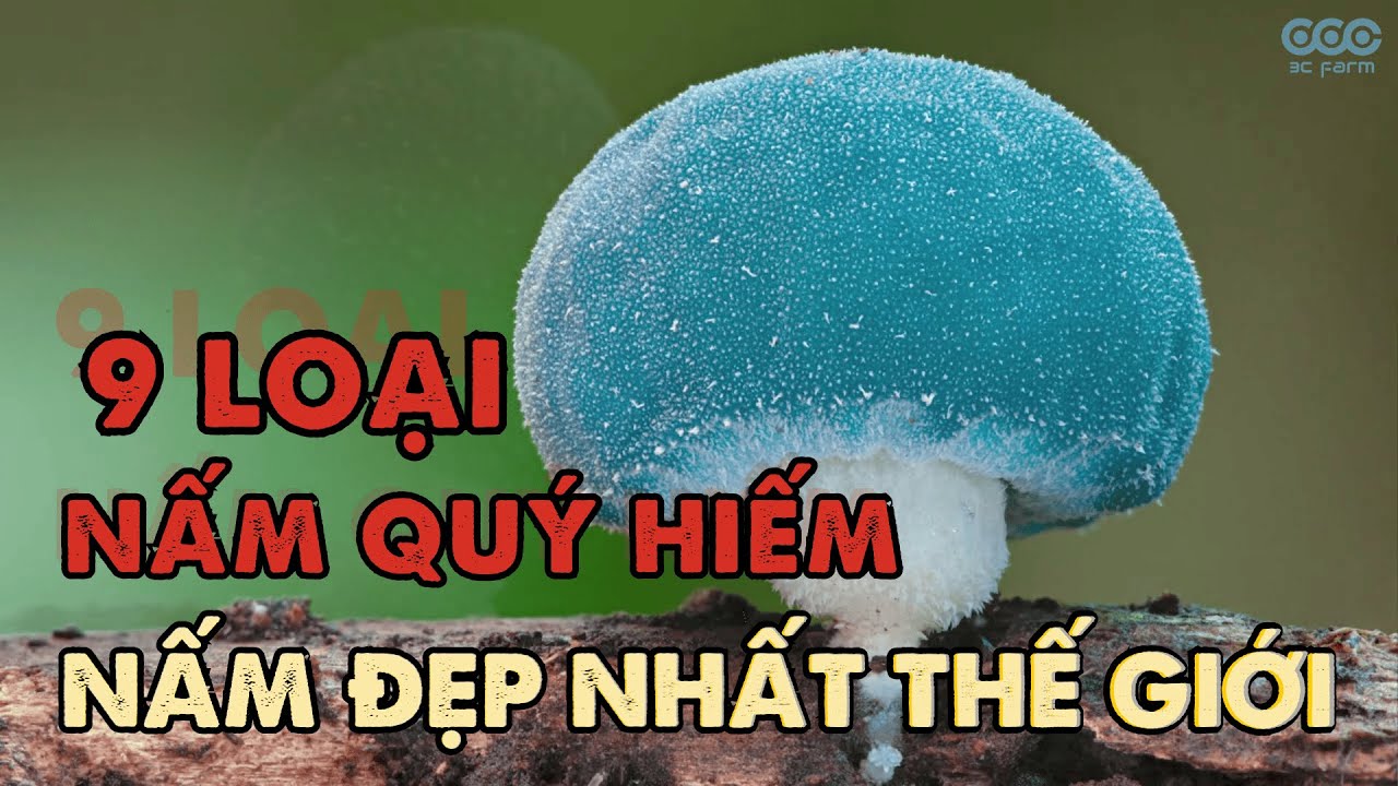 9 loại nấm đẹp nhất thế giới, c&aacute;c loại nấm qu&yacute; hiếm với những h&igrave;nh d&aacute;ng độc đ&aacute;o