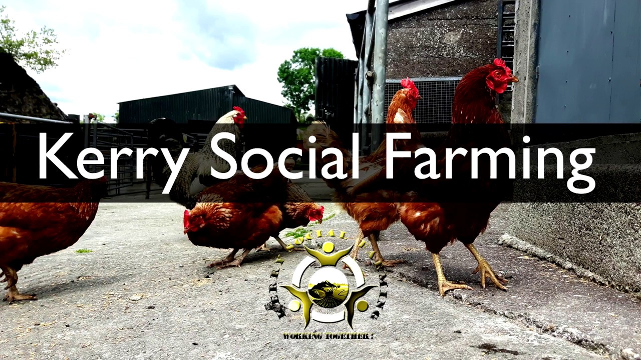 Kerry Social Farming