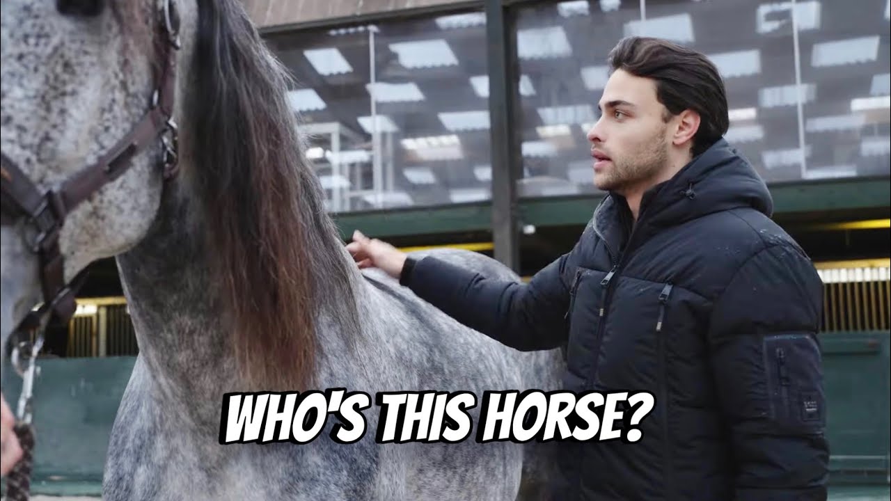 I went to see a PRE Stallion! 