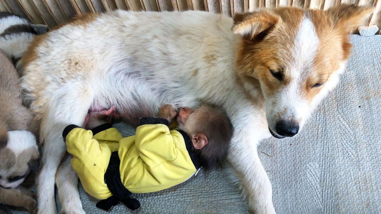 Monkey Bon asked the mother dog's permission to drink milk from her