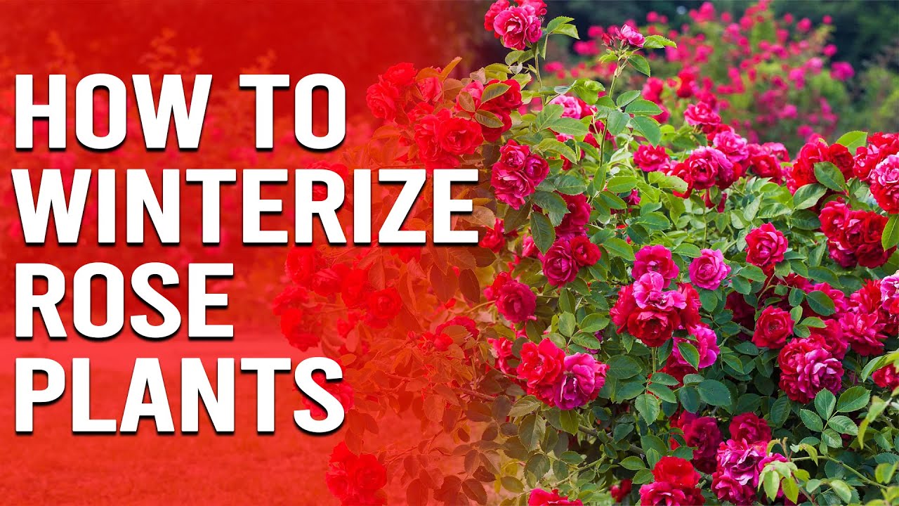 How to Winterize Rose Plants - How to Protect Roses in Winter