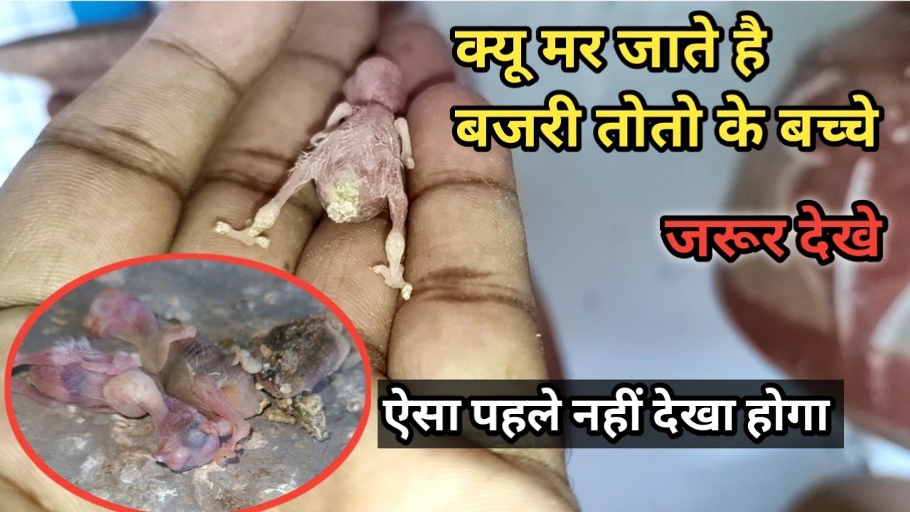 Budgeis Parrot Ke Chicks Kyu Mar Jaate Hai || bajri totoy ke baccho ko marne se kese bacaye