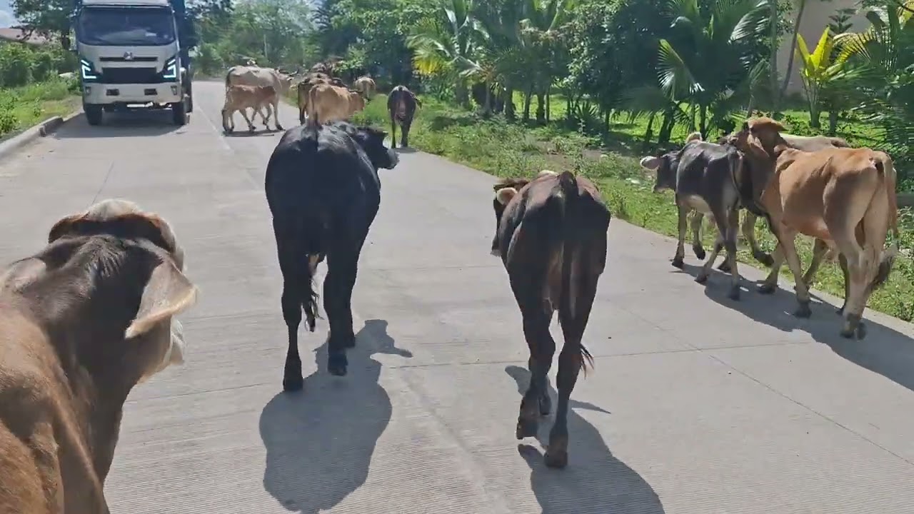 Pastoreando y aguando las vacas 