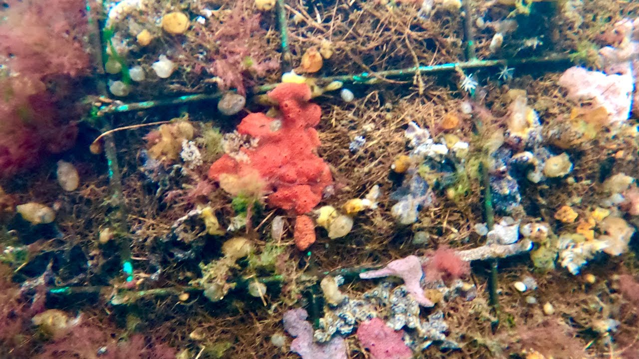 Underwater Video of a Biomatrix Floating Estuarine Ecosystem