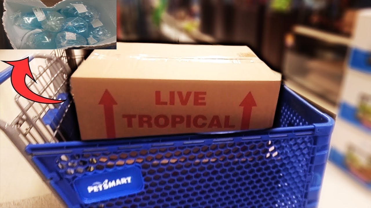 PETSMART FISH UNBOXING! SOME OF THE FISH DID NOT MAKE IT! :(
