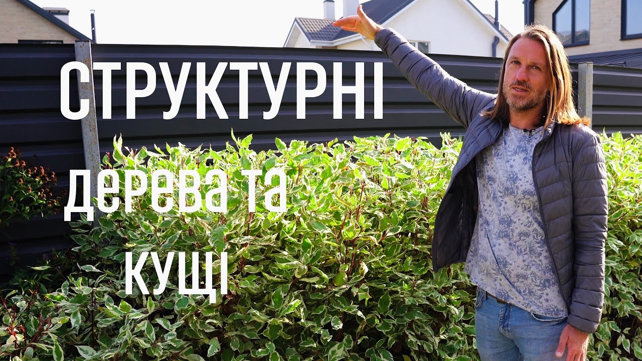 ЛАНДШАФТНИЙ ДИЗАЙН | СТРУКТУРНІ ДЕРЕВА ТА КУЩІ