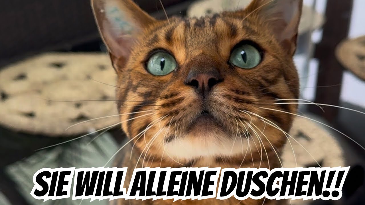 Diese Katze treibt mich heute echt in den Wahnsinn 🤯 Mensch Meier..