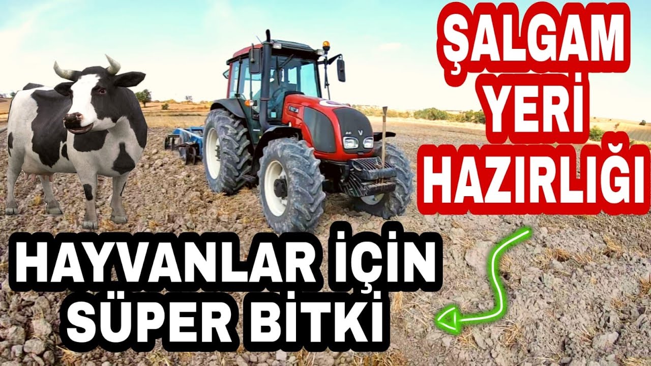 HAYVANLAR İÇİN SÜPER BİTKİ!!! || Şalgam Yerini Hazırlıyoruz- Goble Çekimi