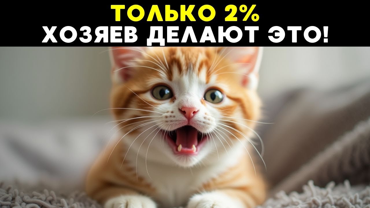 7 вещей, которые ОБОЖАЮТ коты (но почти никто из людей не делает!)