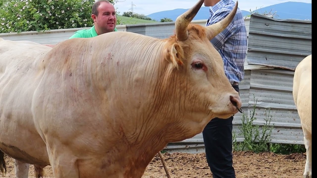 Ganado Español l Pamplona