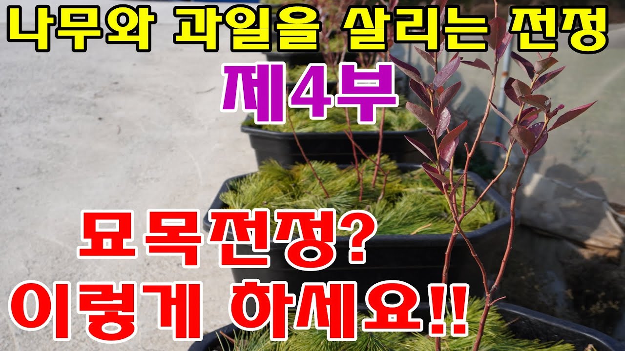 블루베리전정,묘목전정방법,