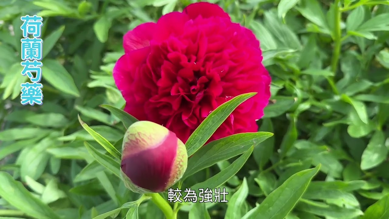 悠然自在行腳誌︰奼紫嫣紅 綠意盎然 (10) #玫瑰花 #牡丹 #芍藥 #巴西野牡丹 #茉莉花 #非洲鳳仙花 #素馨 #金魚草 #紫背竹竽 #玉葉金花 #beautiful flowers