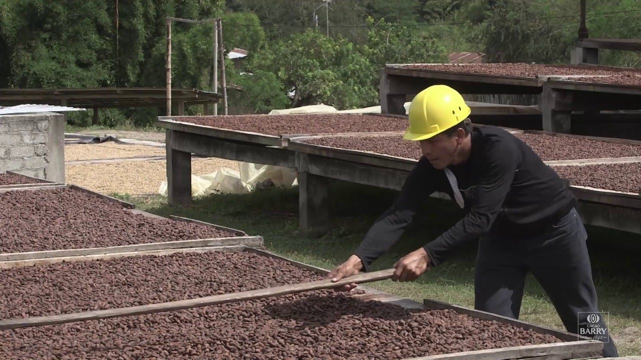 Drying | What is the process of cacao to chocolate?