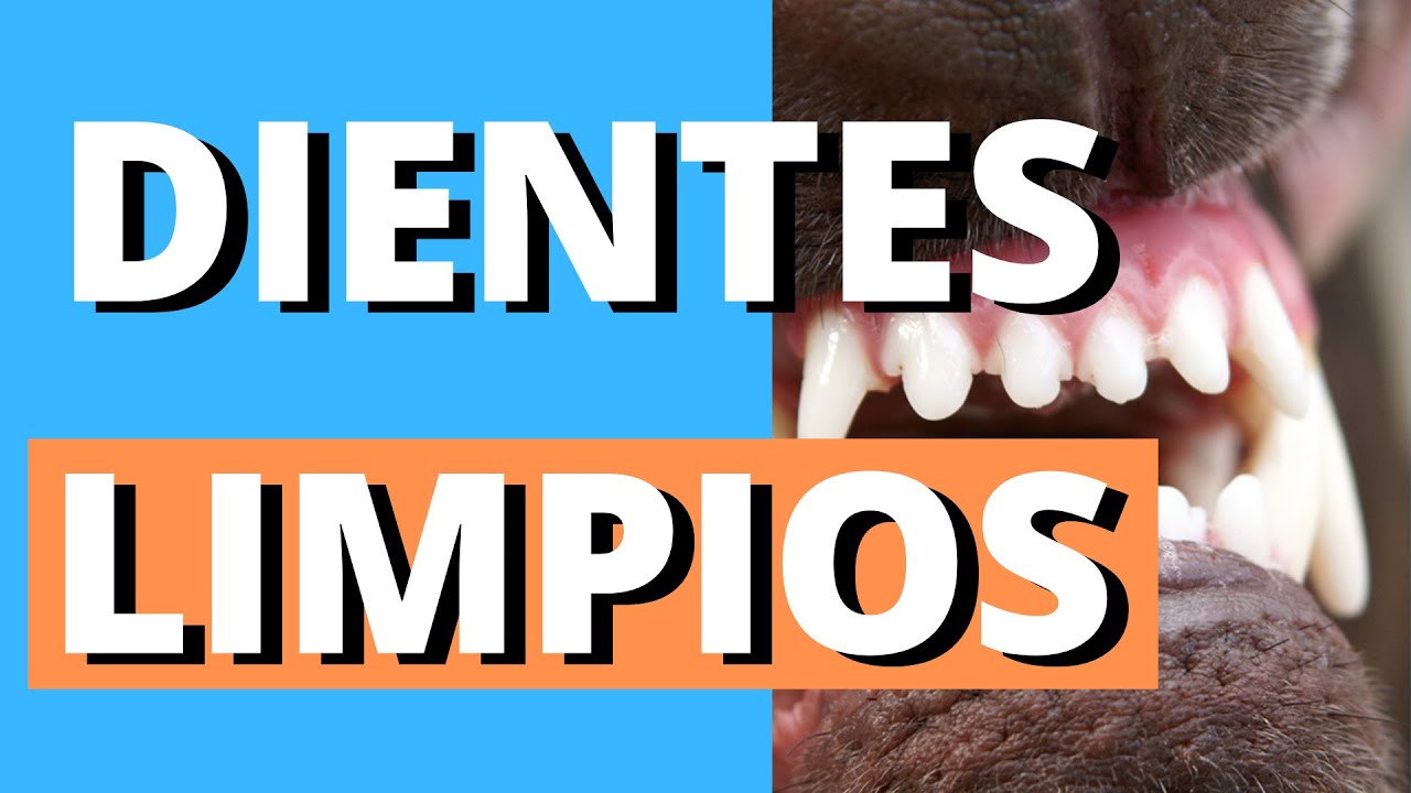 LAVAR DIENTES PERRO. LIMPIAR DIENTES PERRO. HABLAMOS DE STICKS QUE ENGORDAN