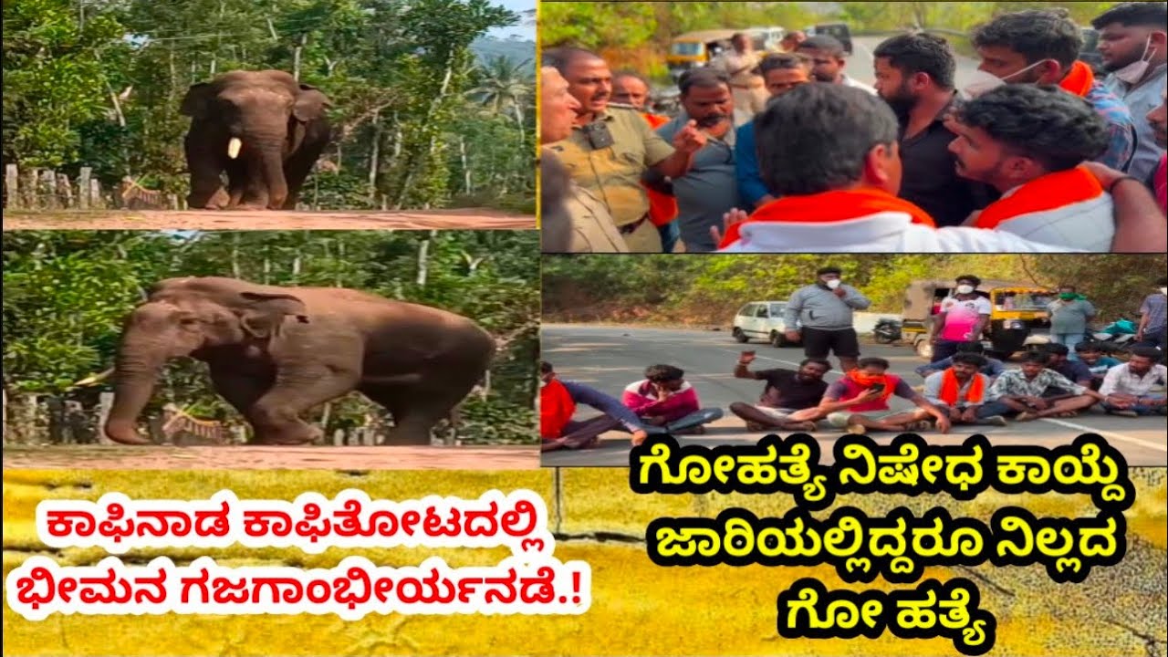 ಕಾಫಿನಾಡ ಕಾಫಿತೋಟದಲ್ಲಿ ಭೀಮನ ಗಜಗಾಂಭೀರ್ಯನಡೆ.!    ಗೋಹತ್ಯೆ ನಿಷೇಧ ಕಾಯ್ದೆ ಜಾರಿಯಲ್ಲಿದ್ದರೂ ನಿಲ್ಲದ ಗೋ ಹತ್ಯೆ.